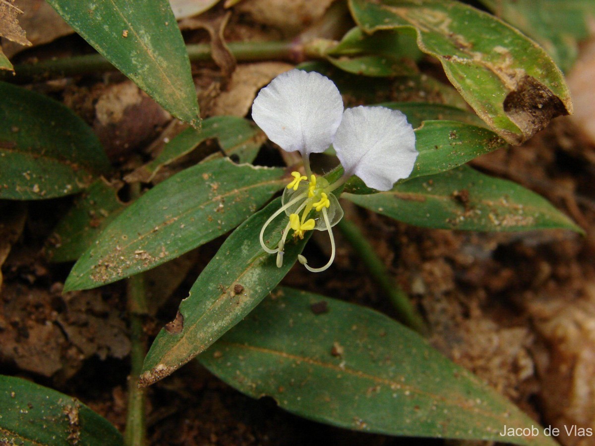 Commelina undulata R.Br.